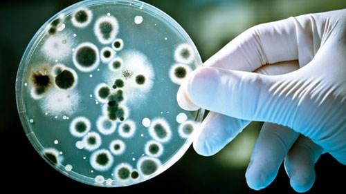 Phát hiện: Siêu vi khuẩn bất chấp mọi loại kháng sinh