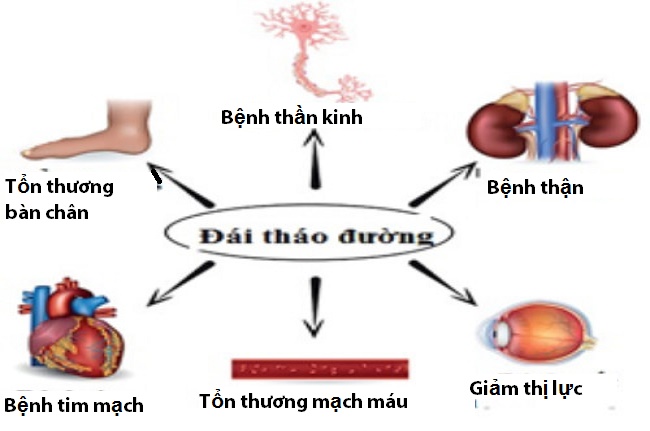 cay-thuoc-chua-benh-tieu-duong-4-300x225