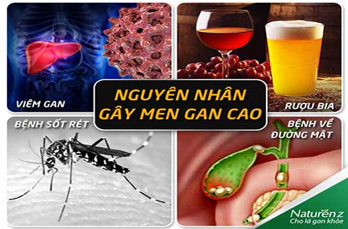  Nguyên nhân gây nên chỉ số men gan cao