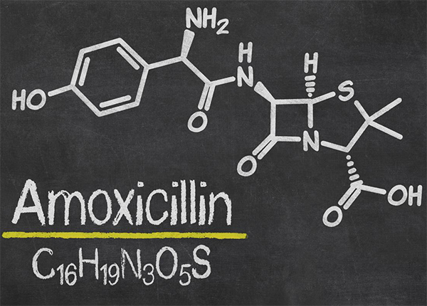 Amoxicillin nên phối với loại thuốc nào?