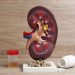 Tiêu chí quan trọng khi sử dụng thuốc bổ thận cho người tiểu đường
