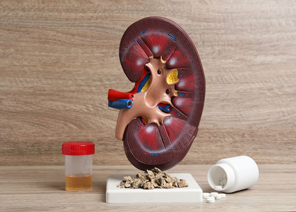 Tiêu chí quan trọng khi sử dụng thuốc bổ thận cho người tiểu đường